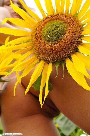 Amateur girl with long legs is posing with the sunflowers